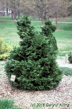 Chamaecyparis obtusa 'Nana'
