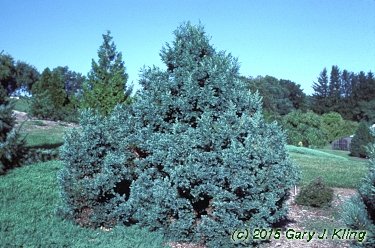 Chamaecyparis pisifera 'Boulevard'