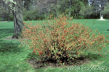 Chaenomeles x superba