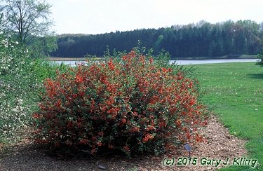 Chaenomeles x superba