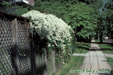 Clematis terniflora