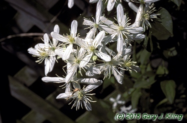 Clematis terniflora