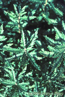 Comptonia peregrina