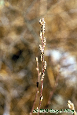 Comptonia peregrina