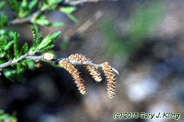 Comptonia peregrina