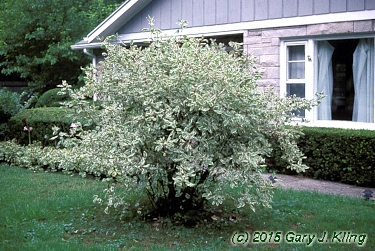 Cornus alba 'Elegantissima'