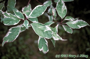 Cornus alba 'Elegantissima'