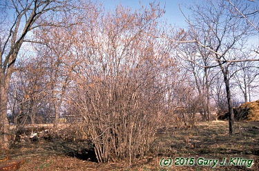 Corylus americana