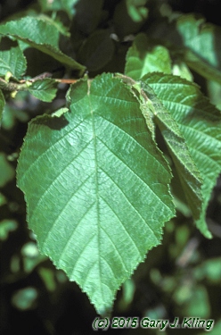Corylus americana