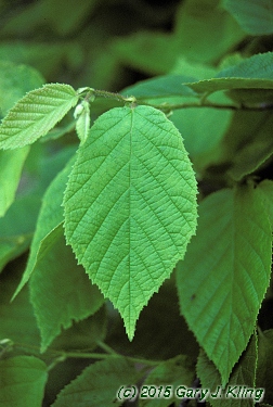 Corylus americana