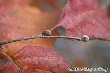 Corylus americana