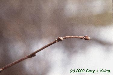 Corylus americana