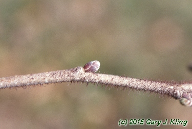Corylus americana