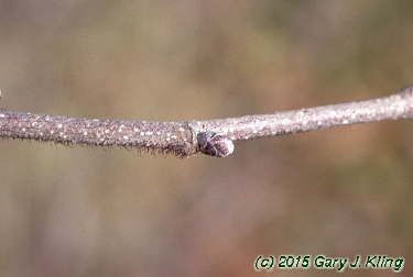 Corylus americana