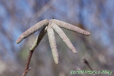 Corylus americana