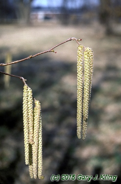 Corylus americana