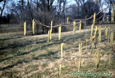 Corylus americana
