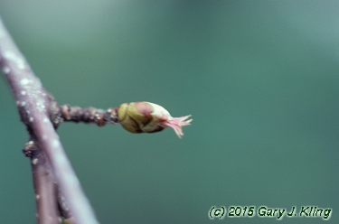 Corylus americana