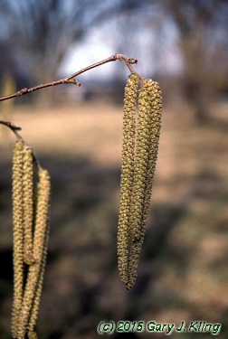 Corylus americana