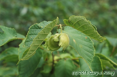 Corylus americana