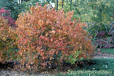 Corylus americana
