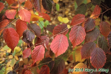 Corylus americana