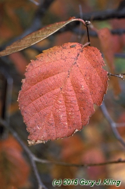 Corylus americana