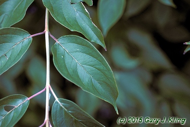 Cornus amomum