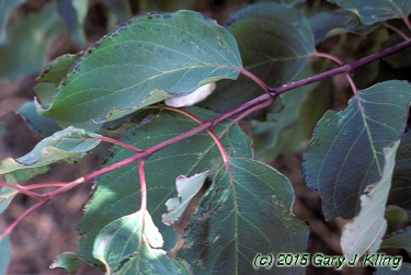 Cornus amomum