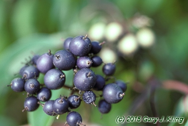 Cornus amomum