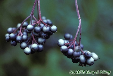 Cornus amomum