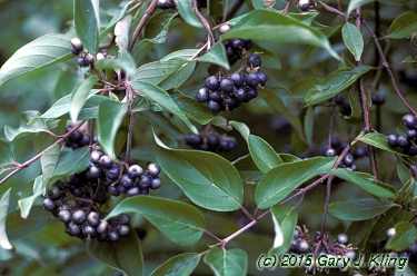 Cornus amomum