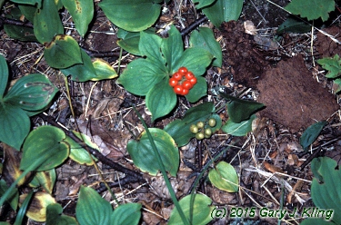 Cornus canadensis