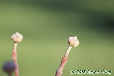 Cornus florida
