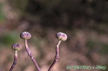Cornus florida