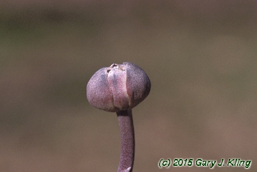 Cornus florida