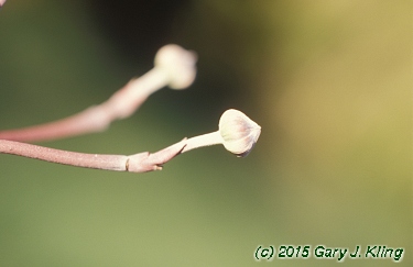 Cornus florida