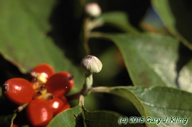 Cornus florida