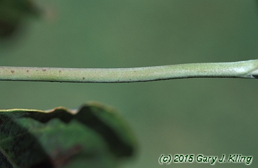 Cornus florida