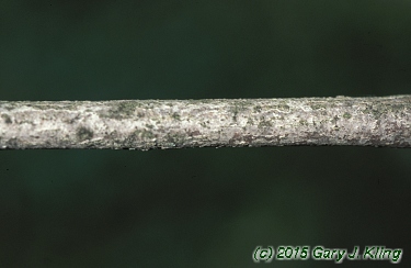 Cornus florida