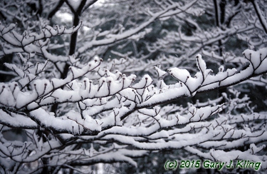 Cornus florida