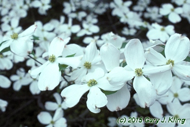 Cornus florida