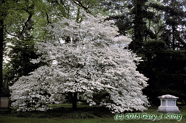 Cornus florida
