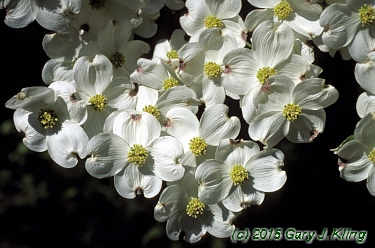 Cornus florida