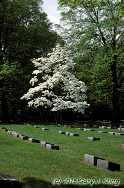 Cornus florida