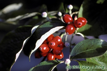 Cornus florida