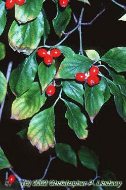 Cornus florida