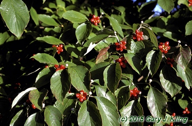 Cornus florida