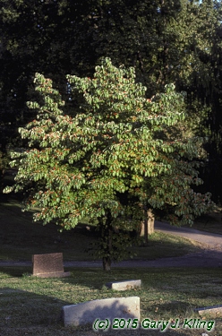 Cornus florida