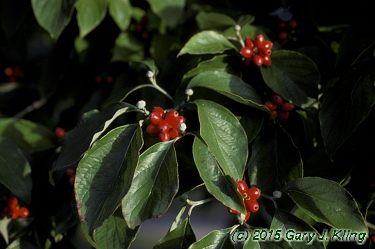 Cornus florida